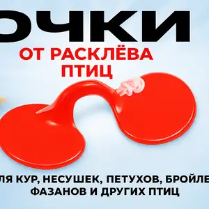 Очки для кур / Айнак барои мург, Душанбе