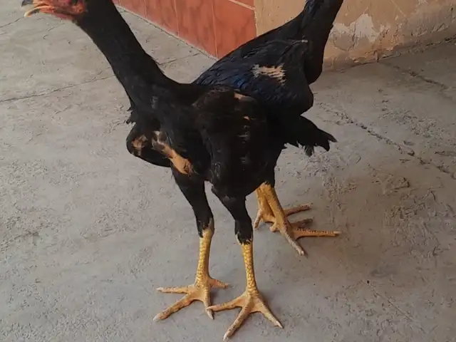 Даканг, Худжанд