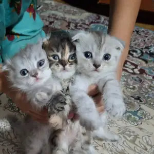 Шотландский вислоухий котенок, Душанбе
