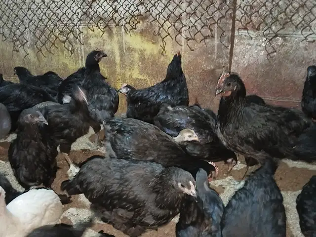 Мург чуча, Худжанд