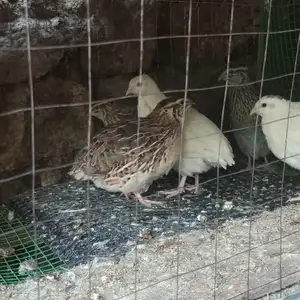 Бедона, Панҷакент