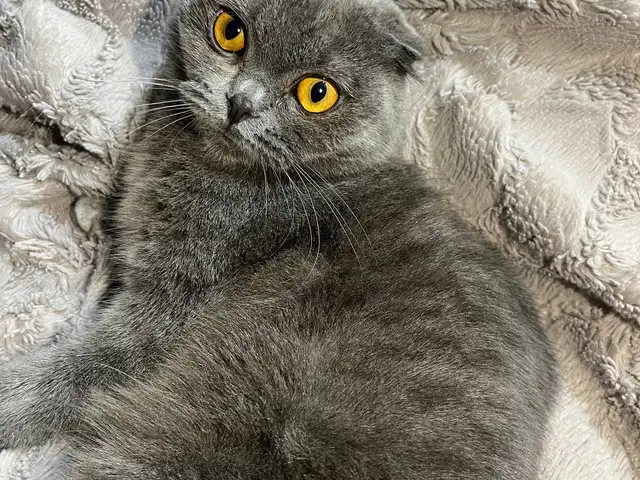 Кошка на вязку, Худжанд