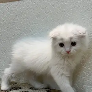 Шотландский котёно, Худжанд