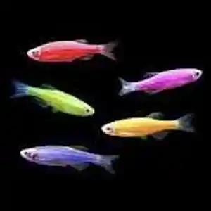 Рыбка Данио MiX, Худжанд