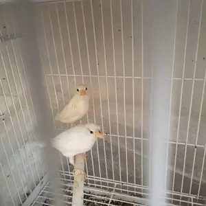 Канарейка, Худжанд
