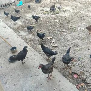 Мург, Душанбе