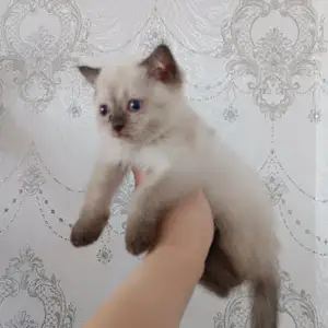 Сиамский котёнок, Душанбе