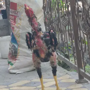 Тухми дакан, Хуҷанд