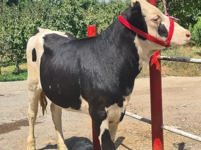 Гов, Хуҷанд
