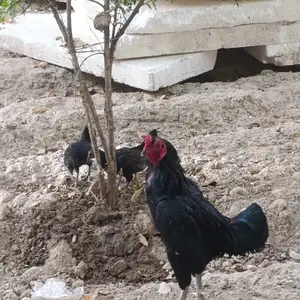 Дакан, Душанбе