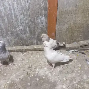 Голуби, Душанбе
