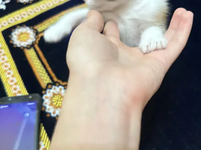 Кошка, Душанбе
