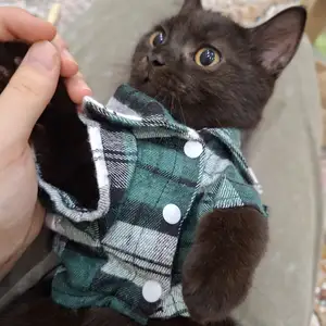 Шотландский прямоухий котёнок, Худжанд