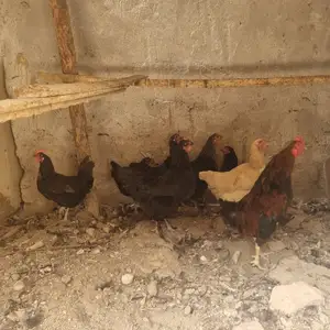 Мург, Худжанд