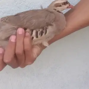 Кабк, Душанбе
