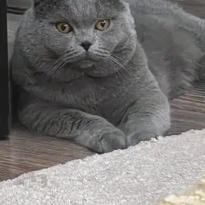 Вислоухий кот на вязку, Душанбе