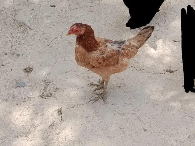 Мурги точики, Душанбе