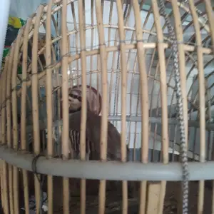 Кабк, Худжанд