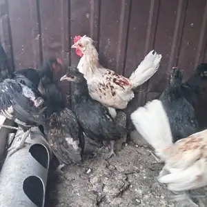 Мурги японча, Исфара