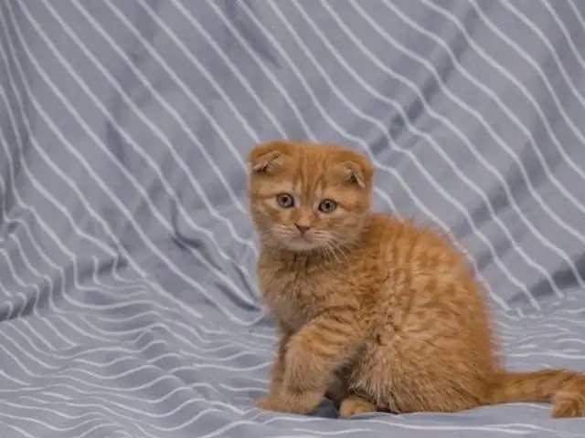 Шатланский длиношерстный катёног, Зафаробод