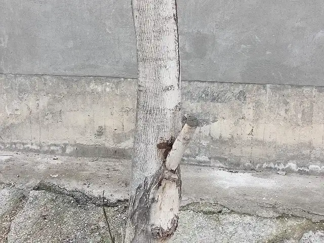 Чуб, Худжанд