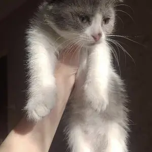 Шотландский Вислоухий котенок, Душанбе