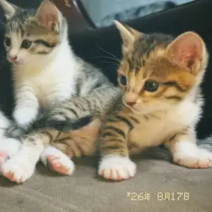 Котёнок, Турсунзаде