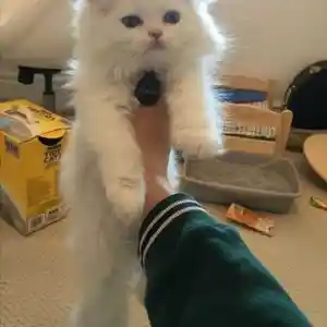 Белый котенок, Душанбе