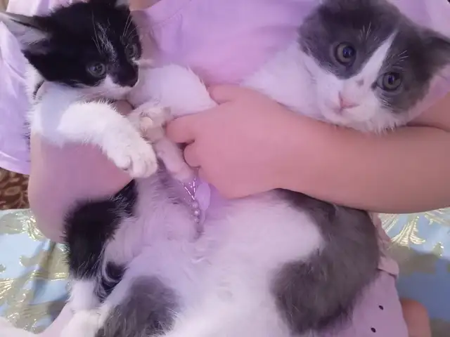 Котёнок, Душанбе