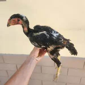 Даканг, Хуҷанд