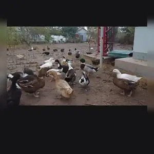 Тухми Мургоби, Душанбе