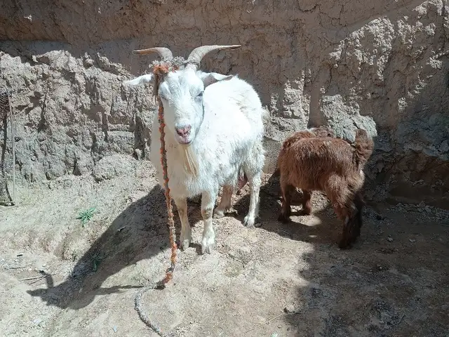 Бузи руси, Куляб