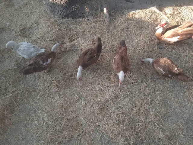Утка\мургоби, Шаҳристон