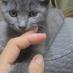 Кошка, Душанбе