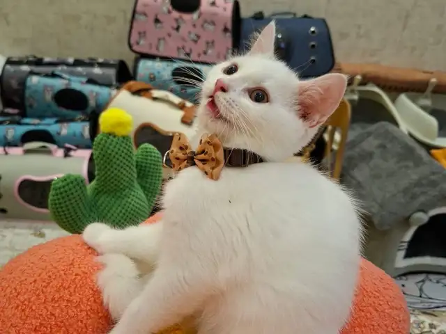 Шотландский кот, Худжанд