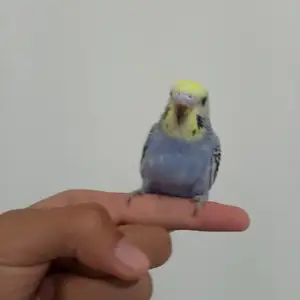 Попугай, Вахдат