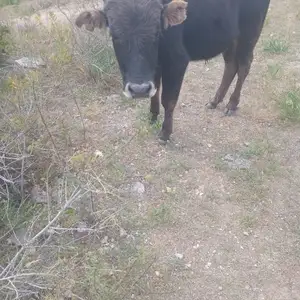 Бука, Айнӣ