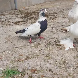 Кафтар, Душанбе