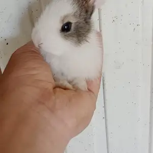 Харгушча 9км, Душанбе