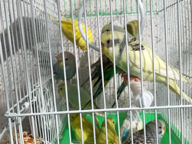 Попугай, Душанбе