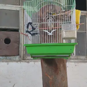 Щегол, Душанбе