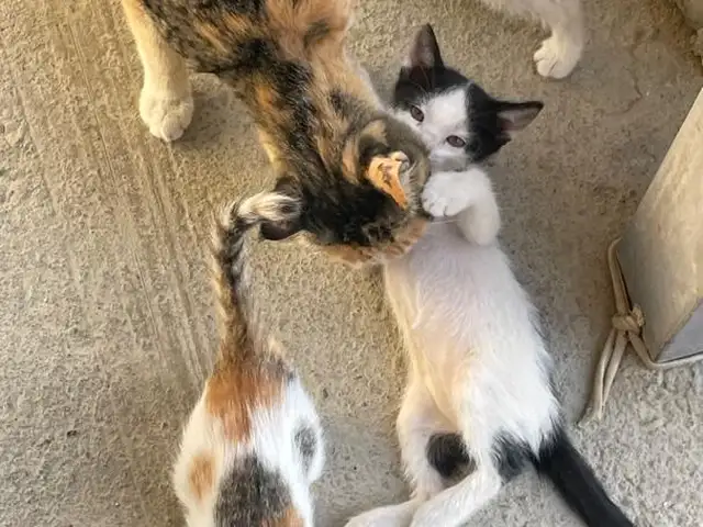 Котята даром, Хуҷанд