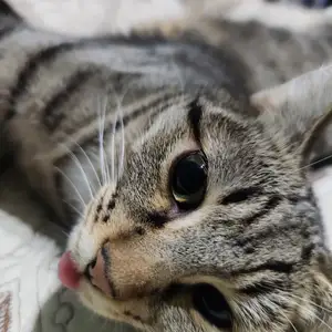Кошка, Душанбе