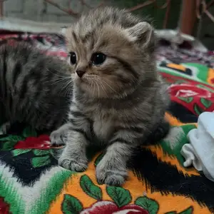 Шотландская кошка, Душанбе