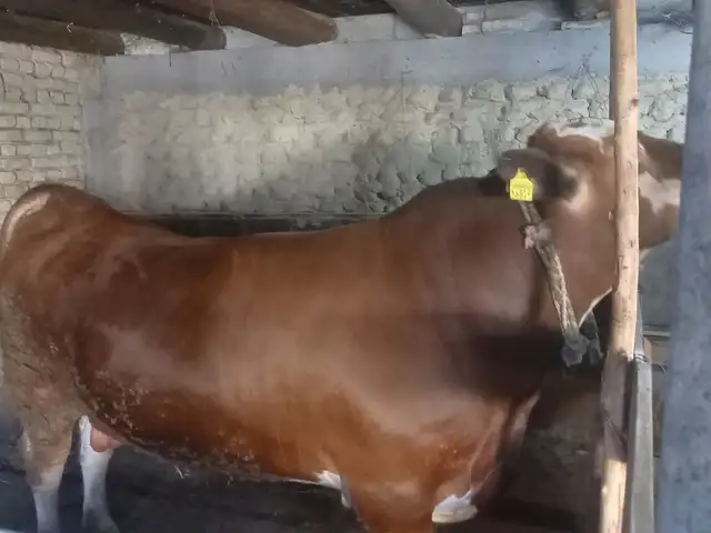 Гов, Худжанд