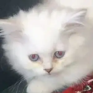 Шотландский котёнок, Душанбе