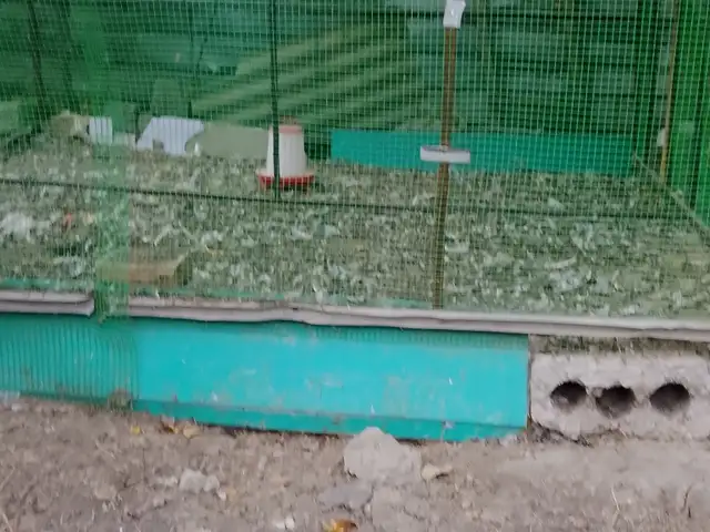 Клетка, Турсунзаде