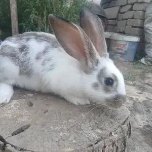 Харгуш, Рудаки