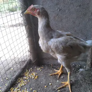 Чуча, Вахш