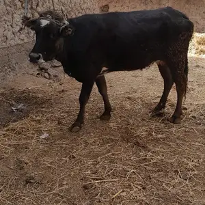 Гов, Бохтар (Курган-Тюбе)